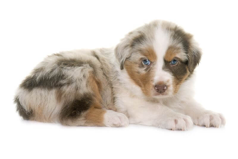 1. Australian Shepherd Puppies for Sale Under $200 - wide 4