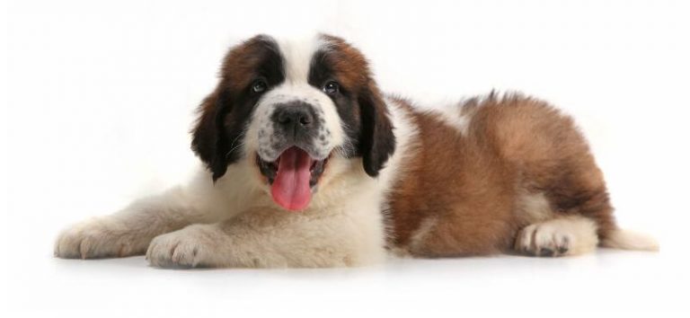 25-best-ways-to-find-a-saint-bernard-to-adopt-or-buy-near-you-petbudget