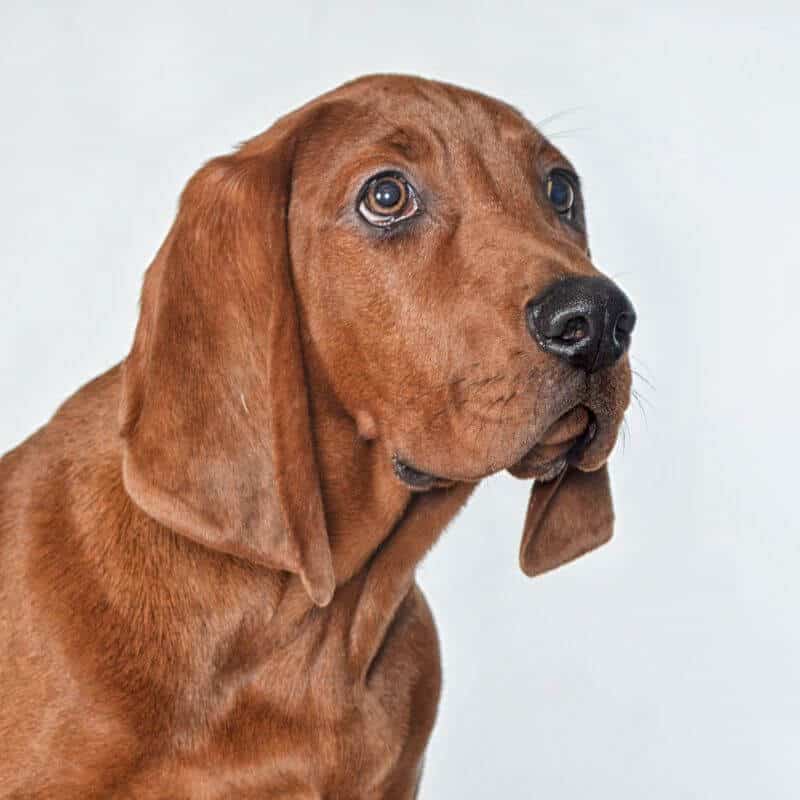 How Much Does A Redbone Coonhound Cost