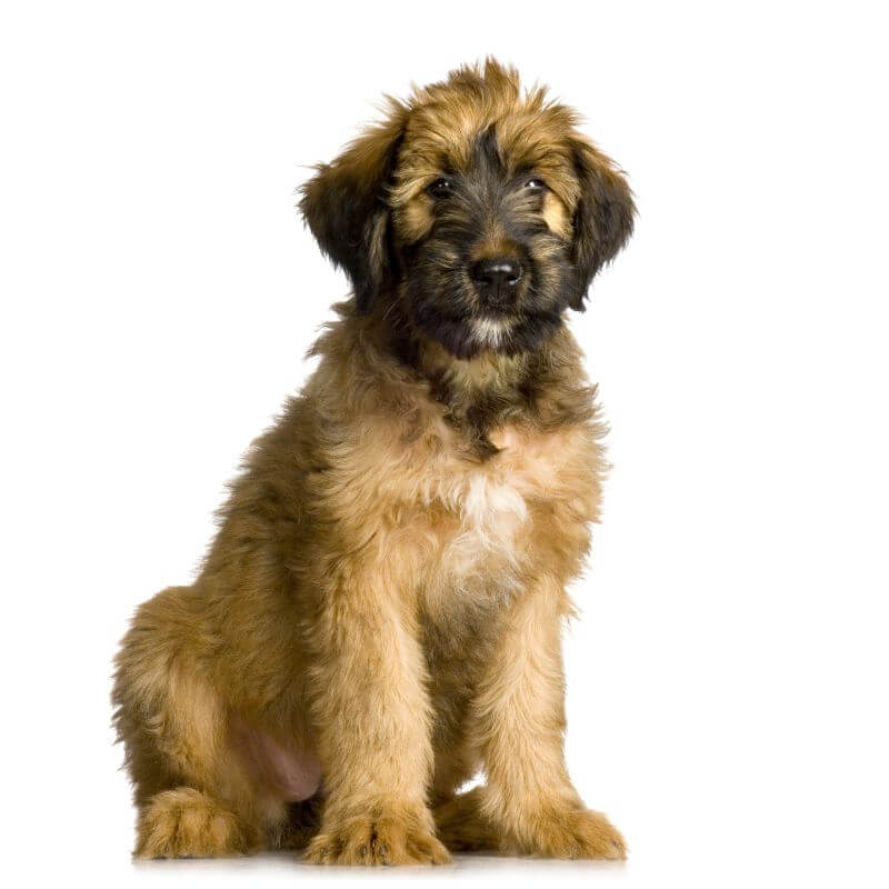 Cost Of Briard Puppies