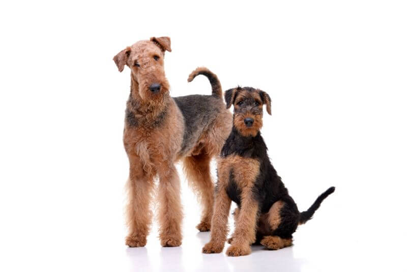 airedale vet