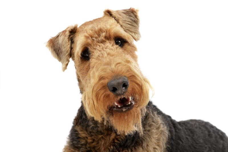 How Much is an Airedale Terrier? Cost Guide with ...