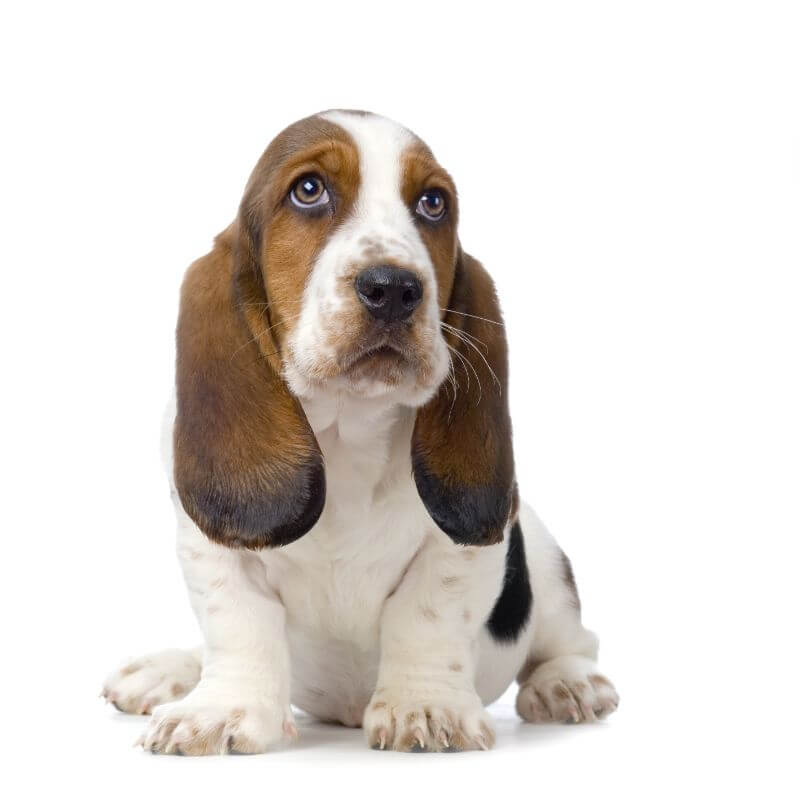 Â¿CuÃ¡nto cuesta un Basset Hound o Hush Puppies?