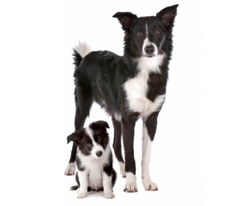 Border Collie Cost Puppy & Adult Dog (with Calculator