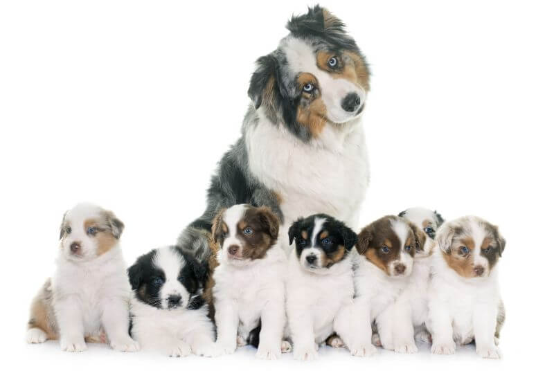 australian shepherd price without papers