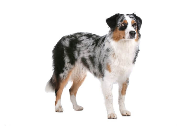 Australian Shepherd Price: A Complete Guide (with Calculator) - PetBudget