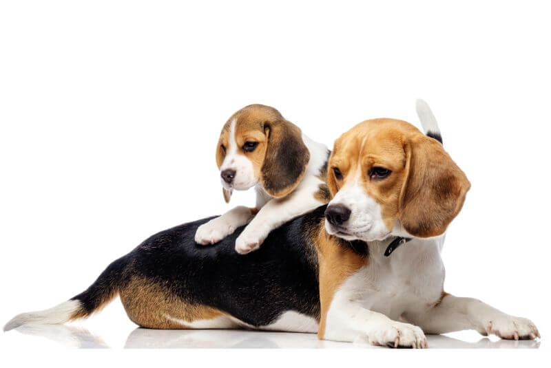 How much does a beagle cost in india