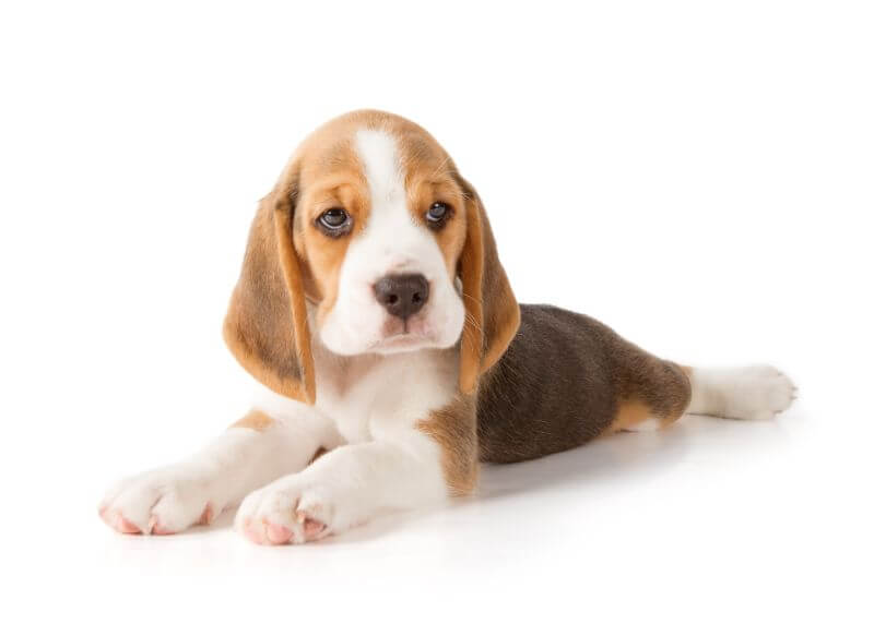beagle puppy cost