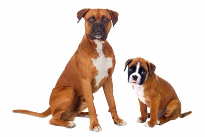 How Much is a Boxer? Puppy and Adult Dog (with Calculator) – PetBudget