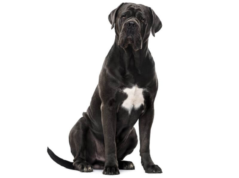 How Much is a Cane Corso? The Cost Guide with Calculator