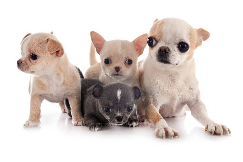The Price of Chihuahua Puppies & Adult Dogs (with Calculator) – PetBudget
