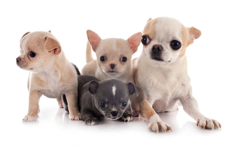 average price for a chihuahua