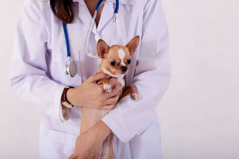 chihuahua knee surgery cost
