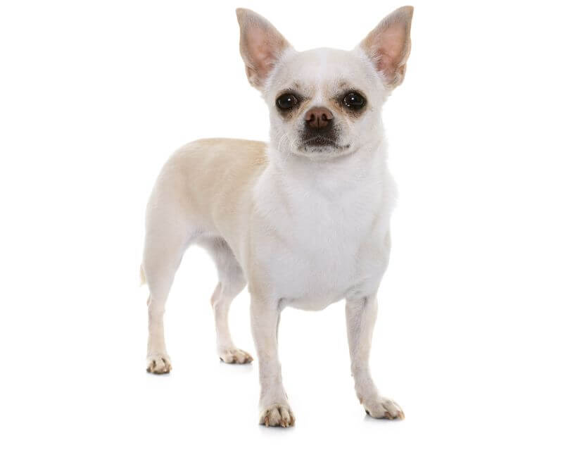 The Cost Of Chihuahua Puppies Adult Dogs With Calculator Petbudget