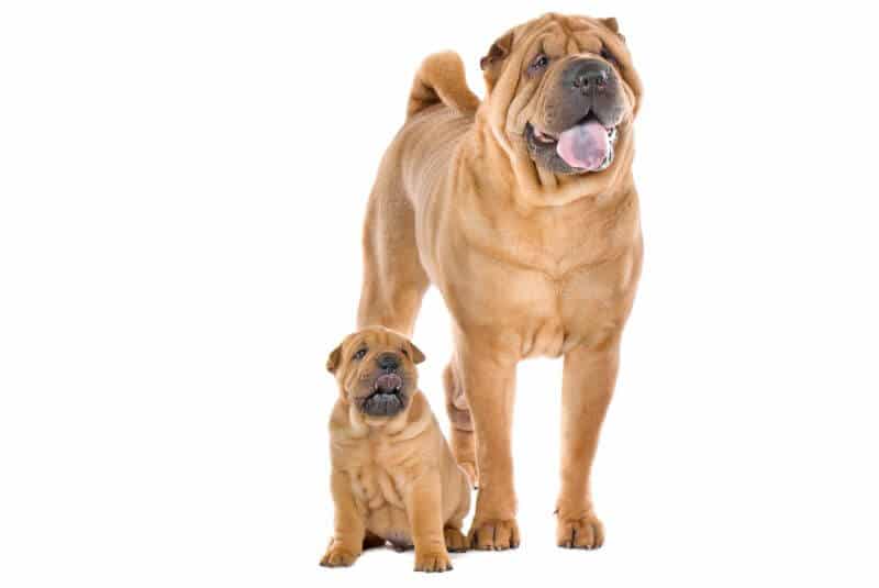 cost of a shar pei