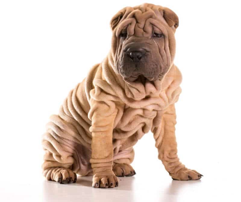 cost of a shar pei