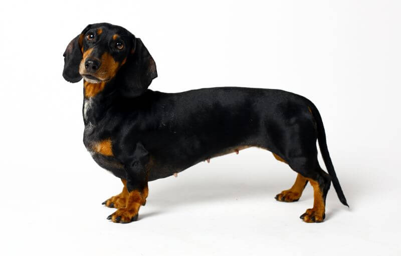 The Cost of Dachshund Puppies & Adult Dogs (with