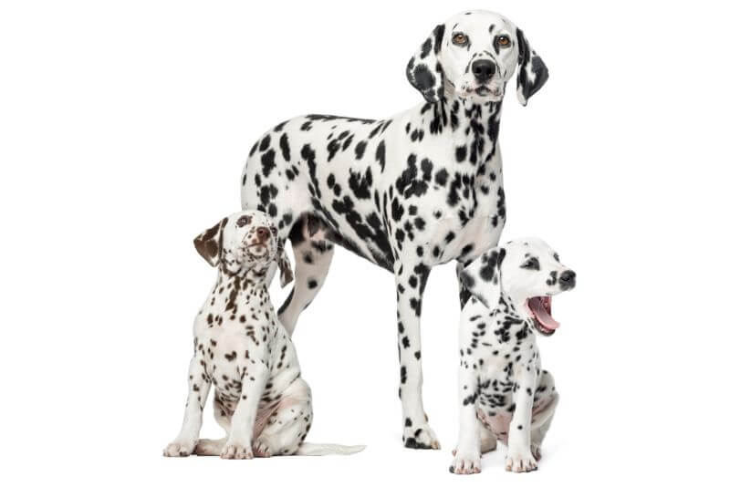 The Price of Dalmatian Puppies & Adult Dogs (with Calculator) – PetBudget