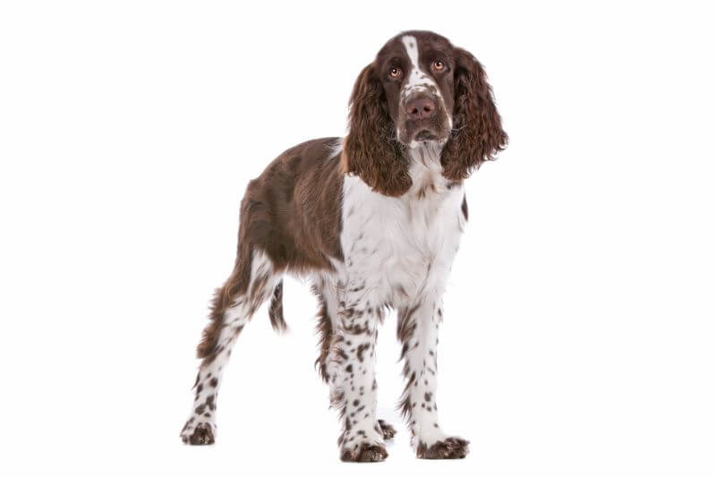 The Cost of an English Springer Spaniel 