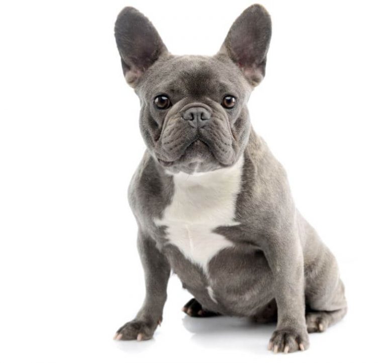 How Much is a French Bulldog? The Cost Guide PetBudget