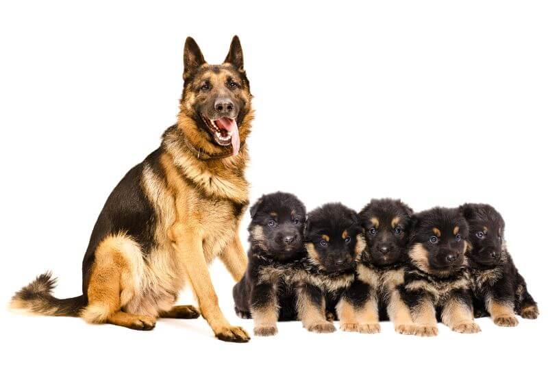 How Much is a German Shepherd? Cost 