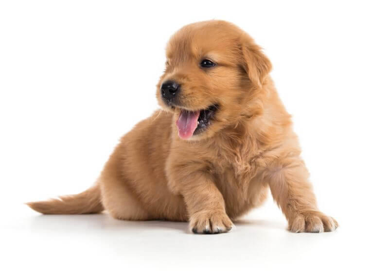 How Much Is A Golden Retriever The Cost Guide Petbudget