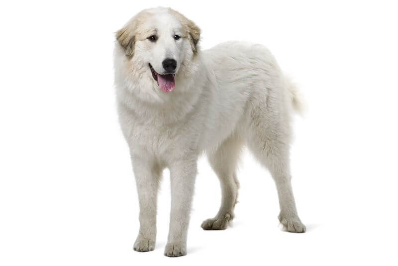 great pyrenees cost