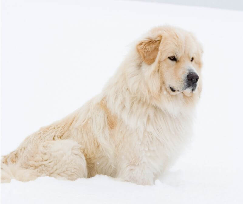 great pyrenees cost