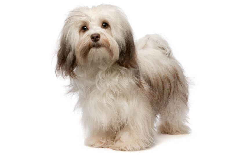 The Price of Havanese Puppies & Adult Dogs ... - PetBudget