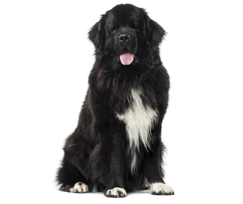 petbudget