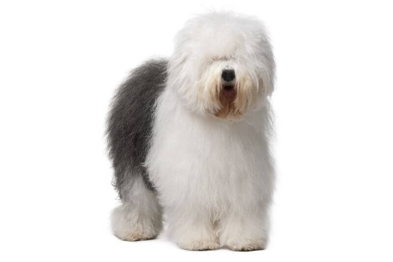 The Cost to Own an Old English Sheepdog (with Calculator ...