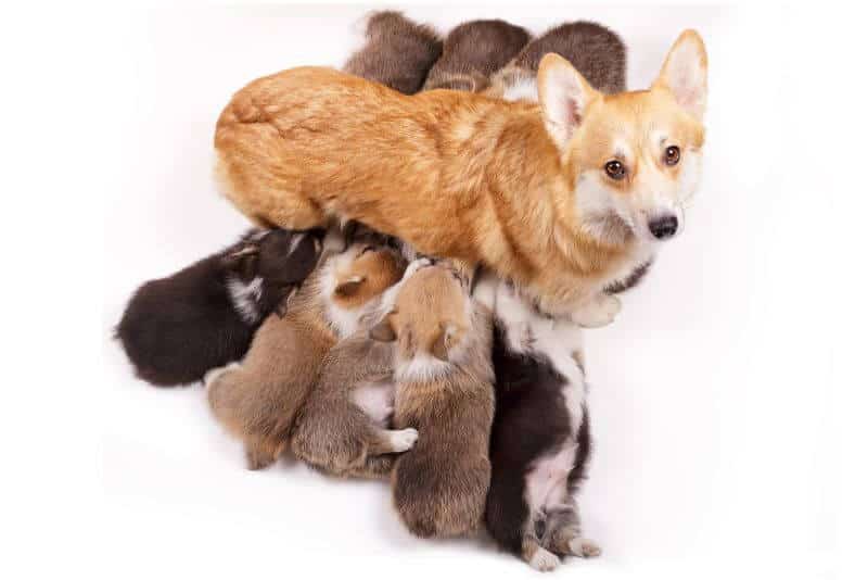 How Much Do Pembroke Welsh Corgi Puppies Cost