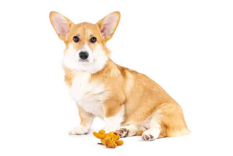 The Cost To Own A Pembroke Welsh Corgi With Calculator Petbudget