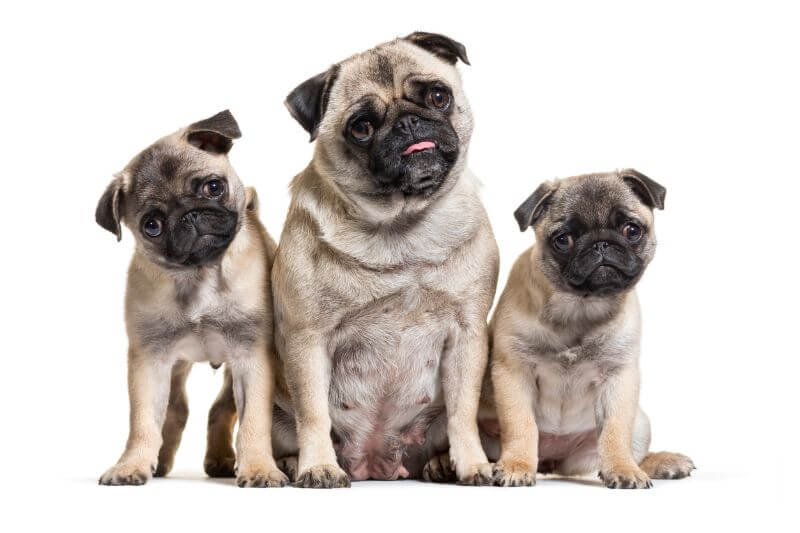 The True Cost of Pug Puppies & Adult Dogs (with Calculator)
