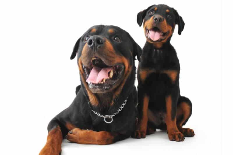 are rottweilers expensive to keep