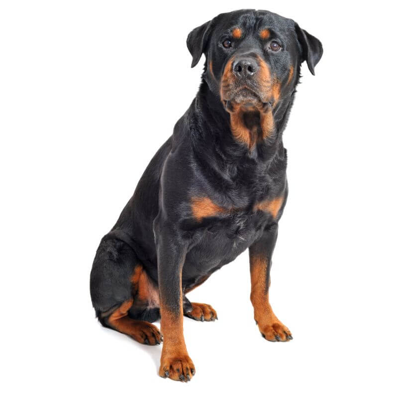 How Much Is A Rottweiler The Cost Guide Petbudget