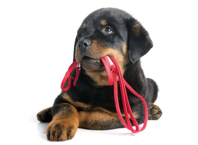 cost of owning a rottweiler