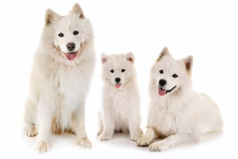 how much is a samoyed puppy usa