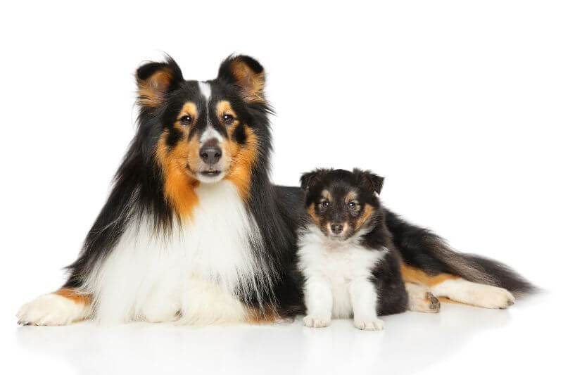 owning a sheltie