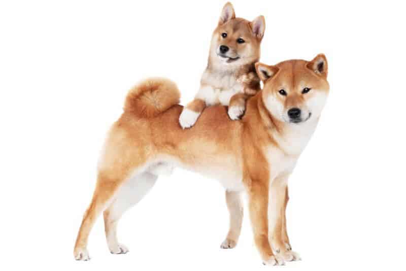 shiba puppy cost