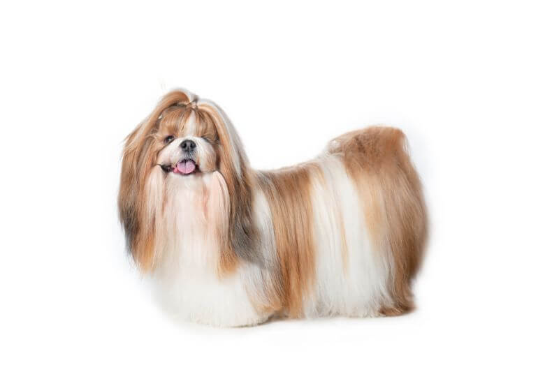 The Cost Of Shih Tzu Puppies Adult Dogs With Calculator Petbudget
