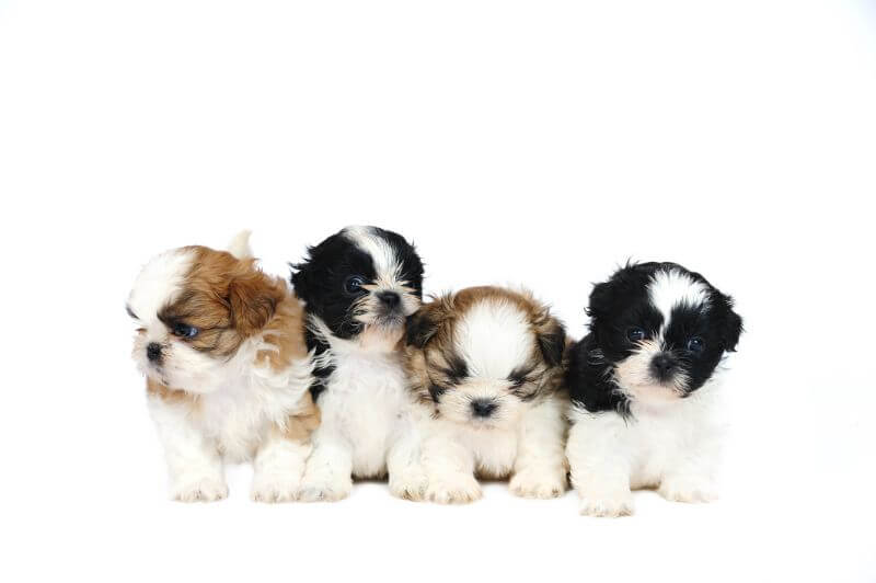 The Cost Of Shih Tzu Puppies Adult Dogs With Calculator Petbudget