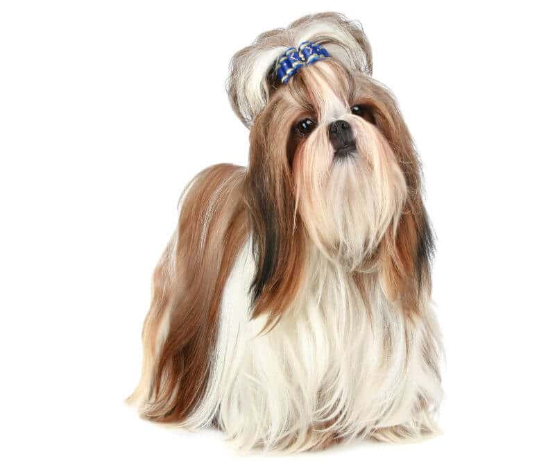 The Cost Of Shih Tzu Puppies Adult Dogs With Calculator Petbudget