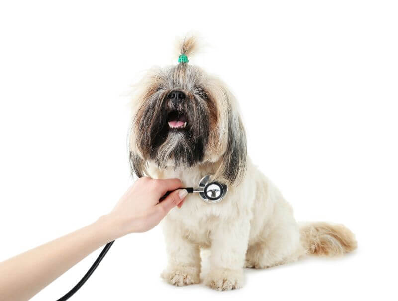 The Cost Of Shih Tzu Puppies Adult Dogs With Calculator Petbudget