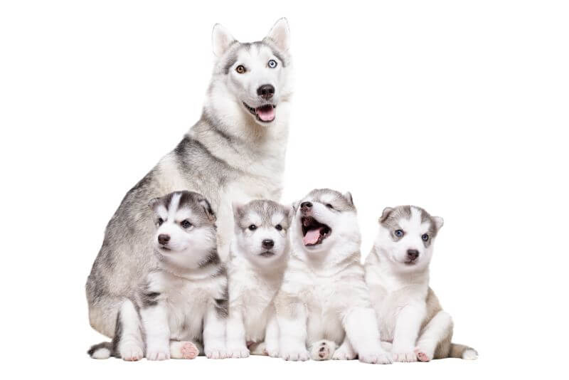 The Ultimate Siberian Husky Price Guide (with Calculator)