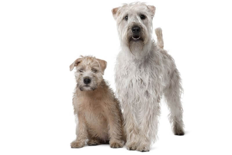 wheaten terrier puppy price