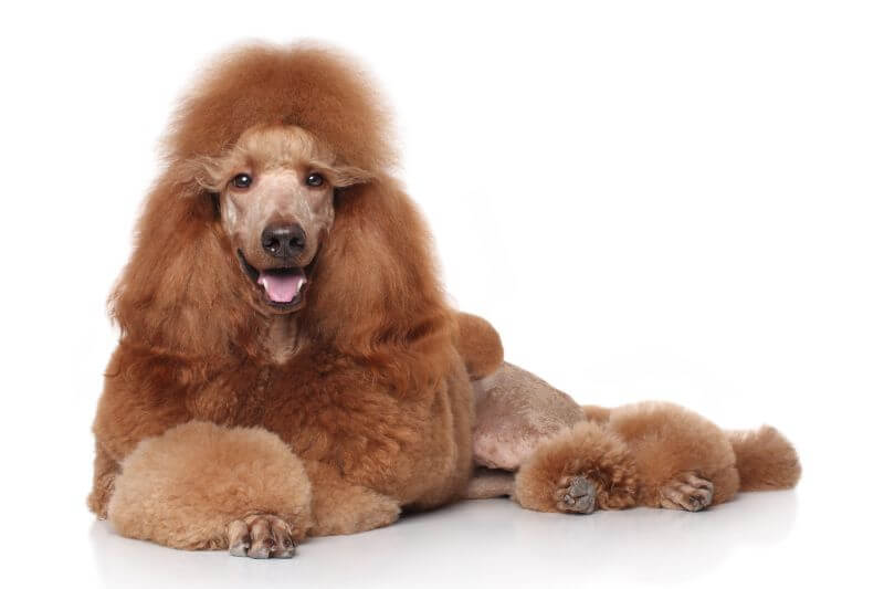 buying a standard poodle