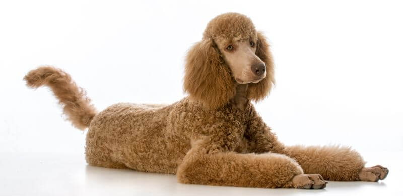 Cheapest Hypoallergenic Dogs. 23 Breeds Ranked by Cost