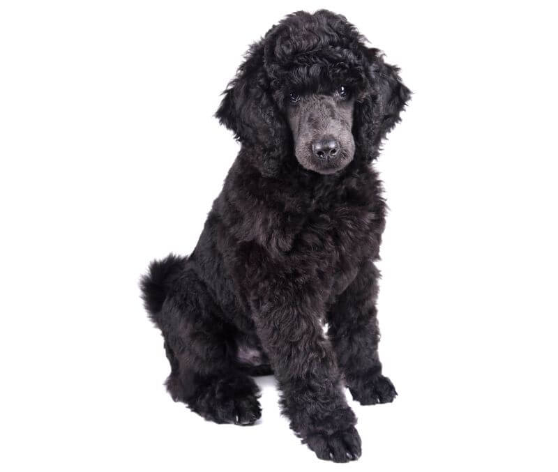 buying a standard poodle