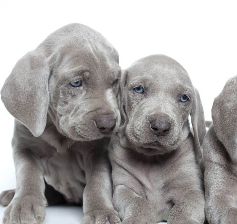 weinheimer puppies for sale